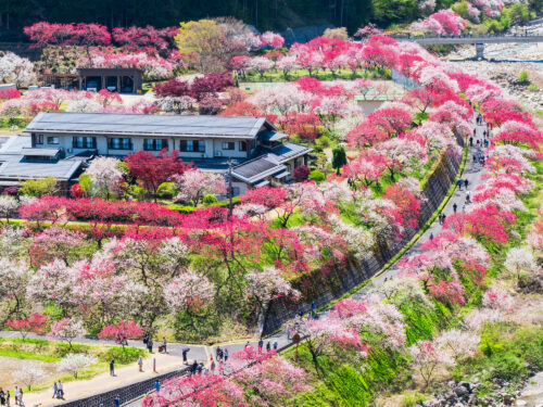 日本一の桃源郷「花桃の里」