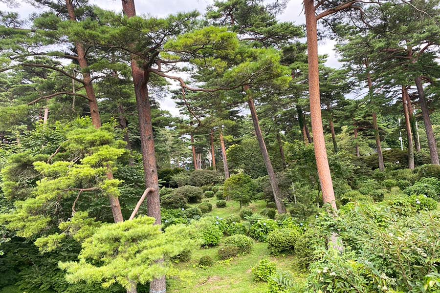 公園内林間エリア