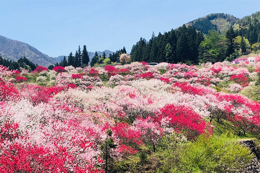 日本一の桃源郷「花桃の里」