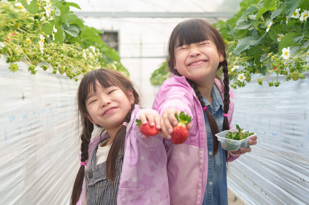 いちご狩り（冬～春限定）