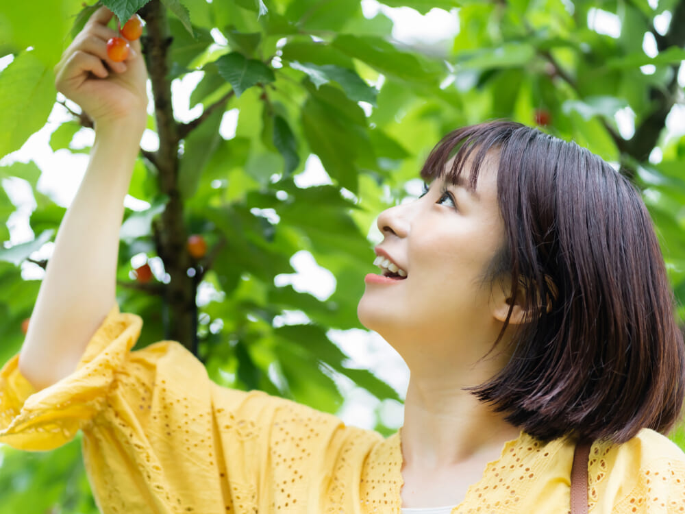 さくらんぼ狩り（6月平日限定）